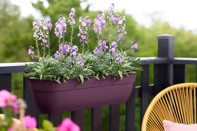 vibia campana easy hanger XXL 70cm esdoorn paars